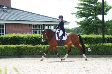 Infinity Horse Solutions